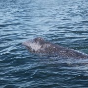 IMG 0001 2 (59)